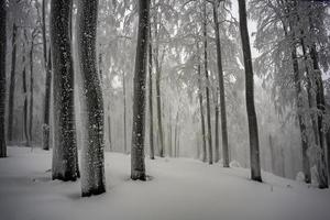 In the winter foggy beech forest photo