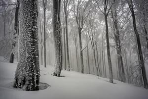 In the winter foggy beech forest photo