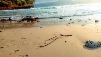 a tree branch stranded on the beach photo