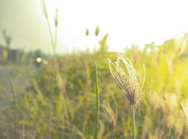 weeds on the roadside in the afternoon photo