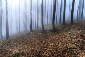 Autumn beech forest photo