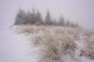 Winter landscape with forest grass and spruces photo
