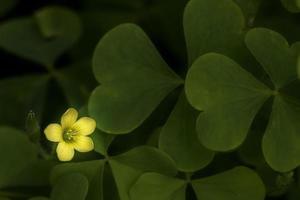 Blooming yellow flower of oxalis radicosa photo