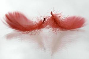 View of two red colored feathers photo