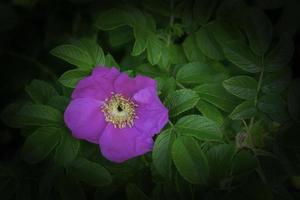 flor solitaria rosa nutkana foto