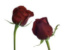 Two red roses photo