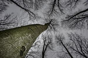 Spring tree crown photo