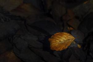 viejas hojas caídas en el suelo foto