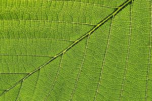 Macro of one leaf photo