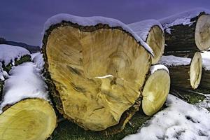 Trunks of felled trees in winter photo