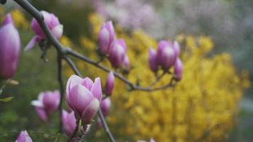 långsam handhållen zoom av rosa knoppar och blommor på ett magnoliaträd video