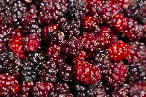 Mulberry Black and red ripe berries, Background. Selective focus. photo