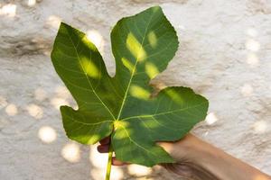 A green fig leaf, in the sun, in the hands of a woman, as a symbol of fertility, abundance. photo