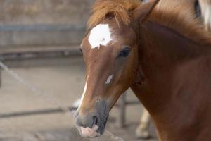 un caballo marrón con una mancha blanca en la cabeza en un establo, primer plano. foto