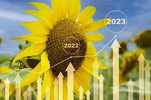 Sunflower, price, stock and production growth chart from 2021 to 2023. information poster. photo