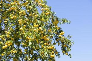 Ripe yellow plums on tree branches with green leaves against a blue sky. photo