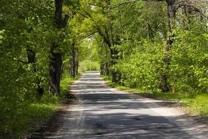 paisaje de caminos rurales bajo robles en primavera. túnel verde y carretera asfaltada vacía. foto