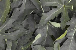 Green leaves of a fig tree folded in the form of a background, a pattern on the surface. photo