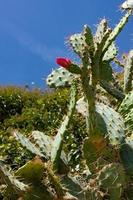 pink cactus flowers bloom outside. selective focus photo