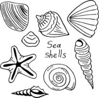 Set with black-and-white sea shells on white background. Vector image.