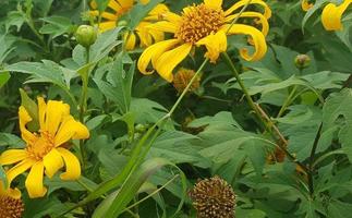 planta con forma de girasol cuyos pétalos son amarillos y el centro de la flor es naranja foto