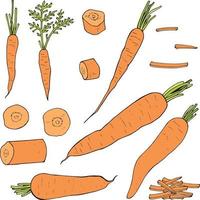 Set of colored carrots and carrot slices. Pack of fresh healthy vegetables. Collection of food elements. vector
