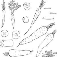 conjunto de zanahorias de contorno blanco y negro y rodajas de zanahoria. paquete de verduras de contorno monocromático. vector