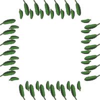 Square frame with vertical tasty cucumber. Isolated wreath on white background for your design vector