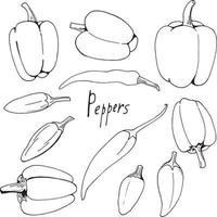 Set of black and white peppers on white background. Collection of different types of peppers for your design. vector