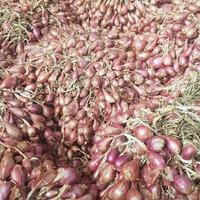 A bunch of red onions or shallots that are still fresh after being harvested. photo