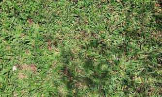 Grass in a yard, usually to fill the garden area. photo