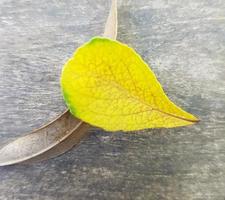 Close up shot of a fallen leaf on a wooden table. photo