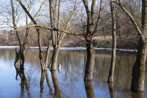 inundación de primavera. derrame de río, árboles en el agua foto