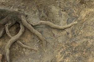 Powerful roots of the Downy Oak, Quercus pubescens, are exposed from under the clay soil in the mountains. Background. photo