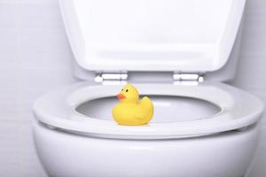 Plastic model of a yellow duck on the rim of a white, home toilet in the bathroom. photo