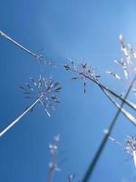 hierba silvestre también conocida como flor de chrysopogon con fondo de cielo. foto