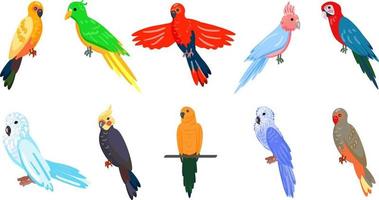 Set of colored parrots. Cartoon style. Isolated over white background. Vector illustration