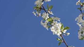 weiße Kirschblüte video