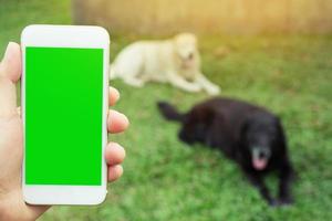 hand holding phone Leave space display green screen background Dog pet in the lawn. photo