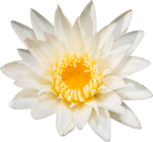 White flower isolated png