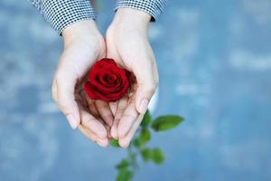 los amantes están dando rosas rojas en el día de valetine foto