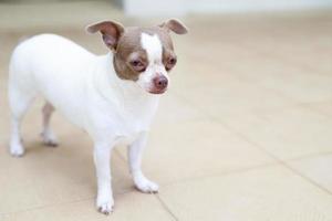The dog looking sad waiting in front of the house. straight looking face strain depress worry. on background concrete wall, bare cement. Pets concept. Leave copy space empty for text writing. photo