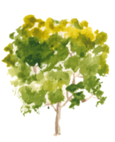 illustration aquarelle arbre dessiné à la main png