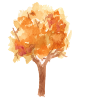 autumn tree watercolor illustration. png