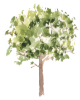 hand drawn tree watercolor illustration. png