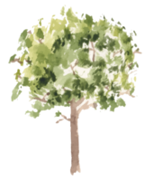 illustration aquarelle arbre dessiné à la main. png