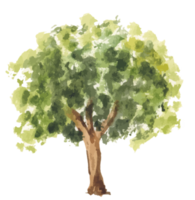 illustration aquarelle arbre dessiné à la main. png