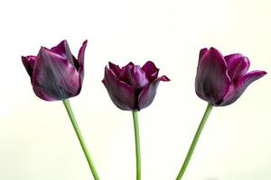 Three purple tulips on a light background photo