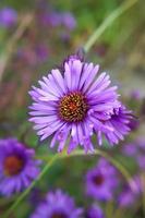 Opened bud of purple autumn wildflower, macro flora photo