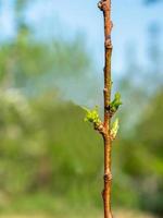 Trunk of a young peach seedling with buds and small leaves in spring, macro, bokeh photo